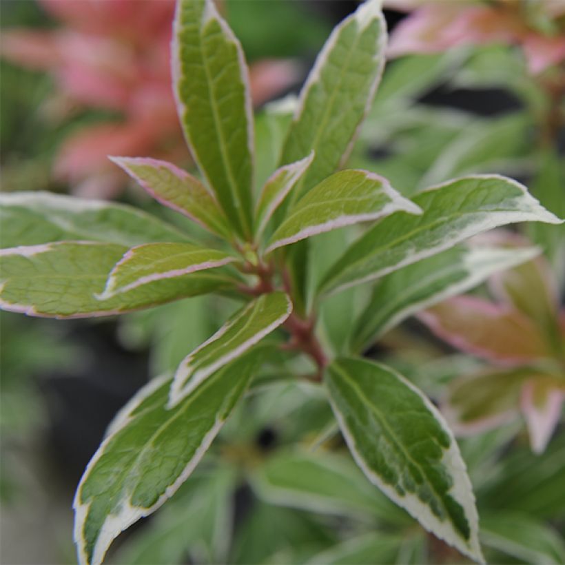 Pieris japoński Little Heath (Ulistnienie)