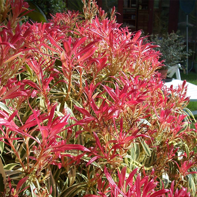 Pieris japoński Little Heath (Pokrój rośliny)