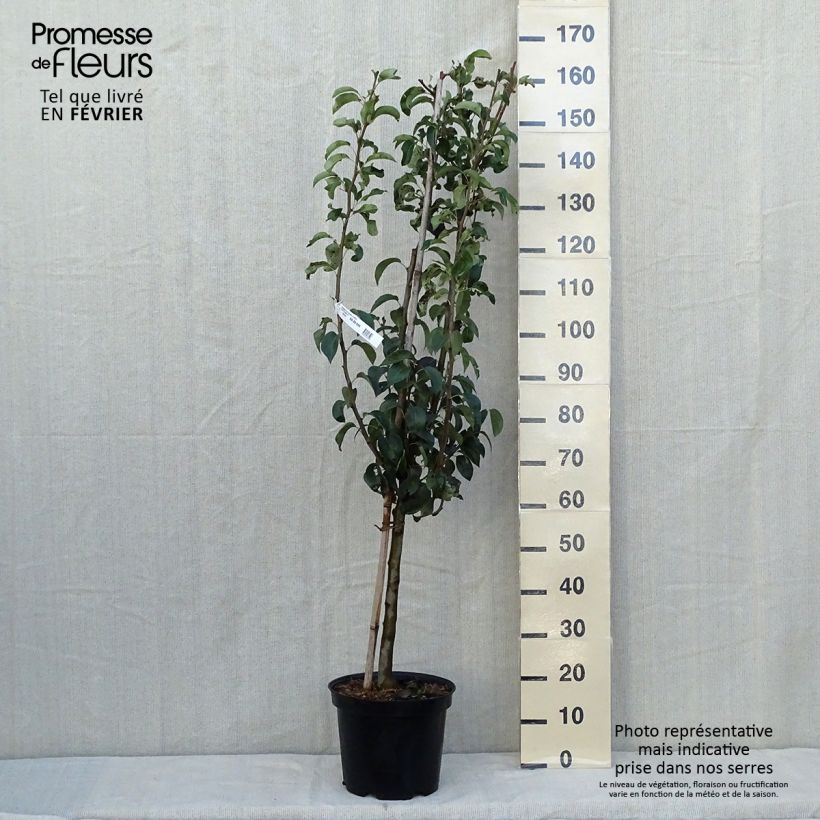 Przykładowy wygląd Grusza Komisówka (Doyenné du Comice) Doniczka 7,5L/10L, Forma pucharowa w momencie dostawy jesienią