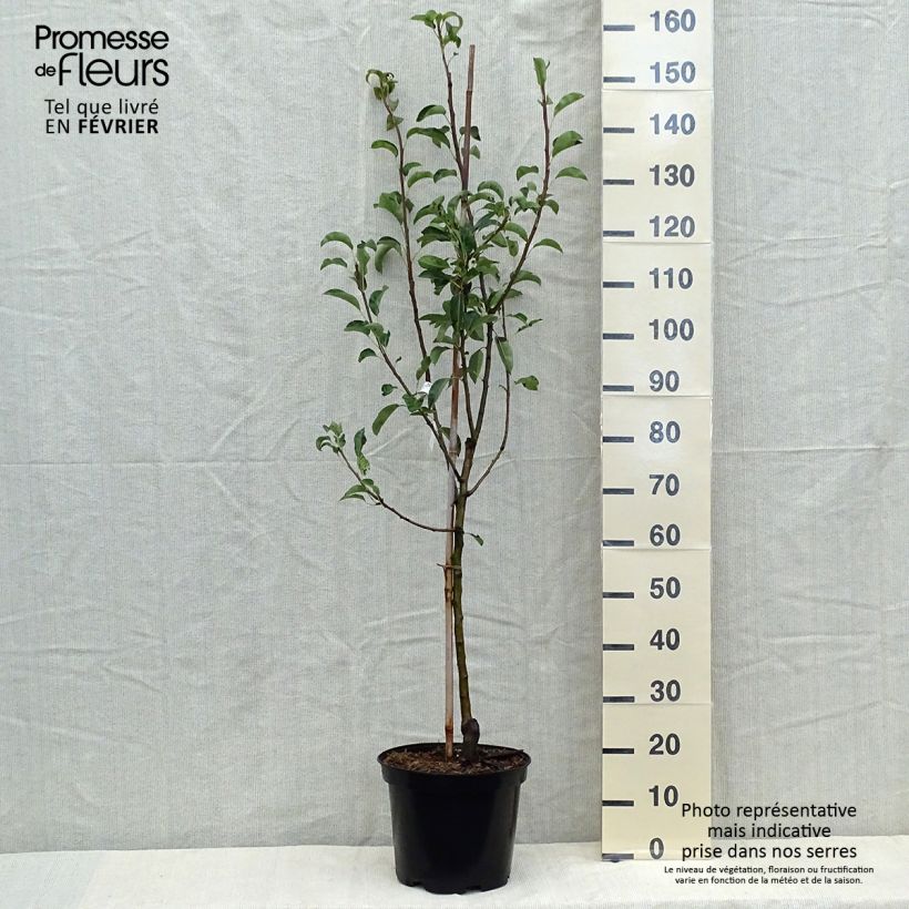 Przykładowy wygląd Grusza Dr Jules Guyot Doniczka 7,5L/10L, Pucharowa w momencie dostawy jesienią