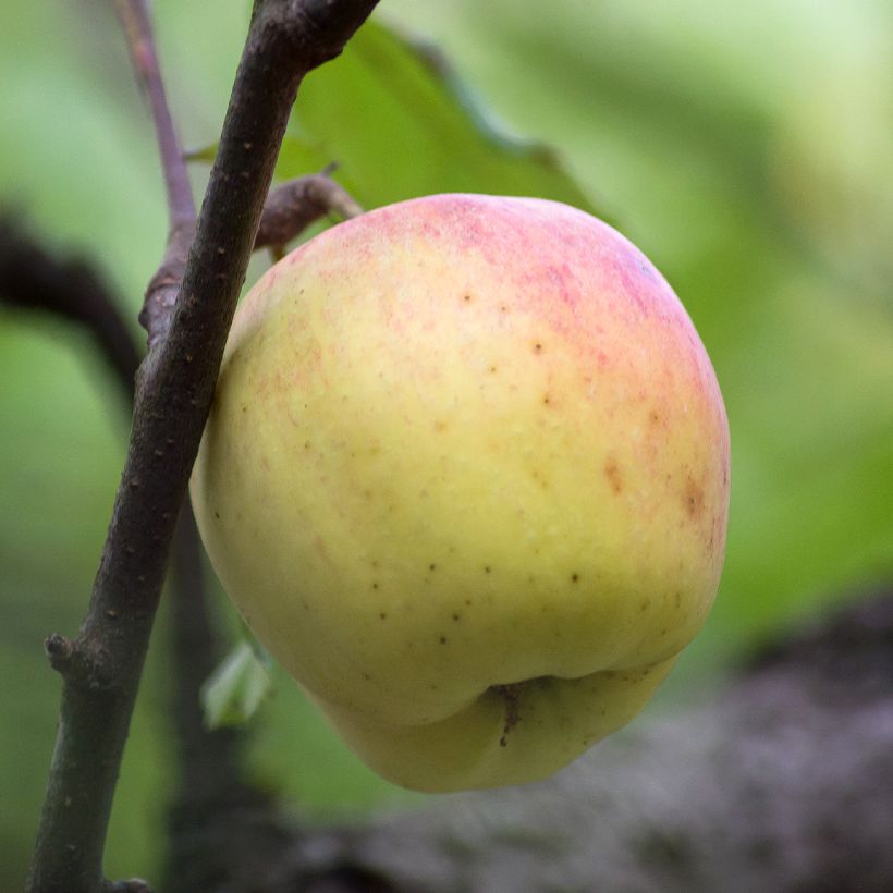 Jabłoń Bon père (Zbiór)