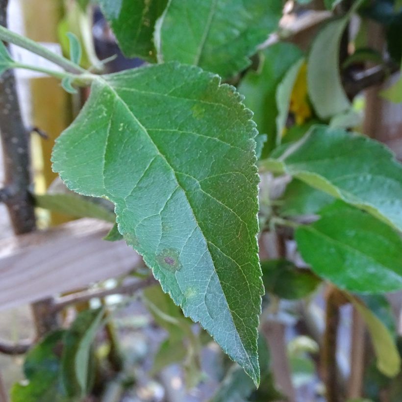 Jabłoń Golden Delicious (Ulistnienie)