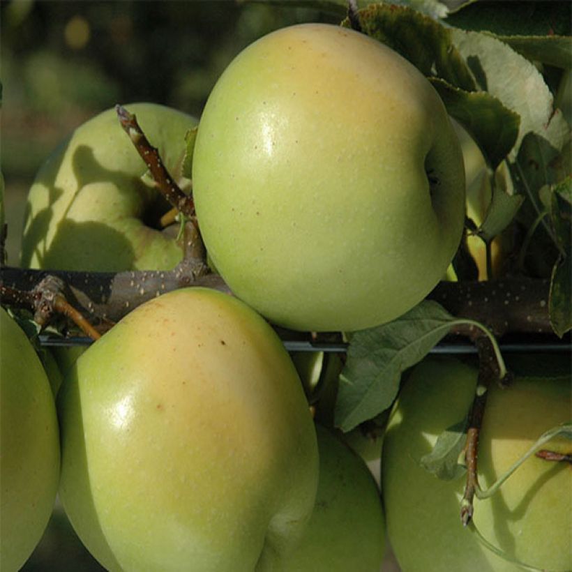 Jabłoń Golden Delicious (Zbiór)