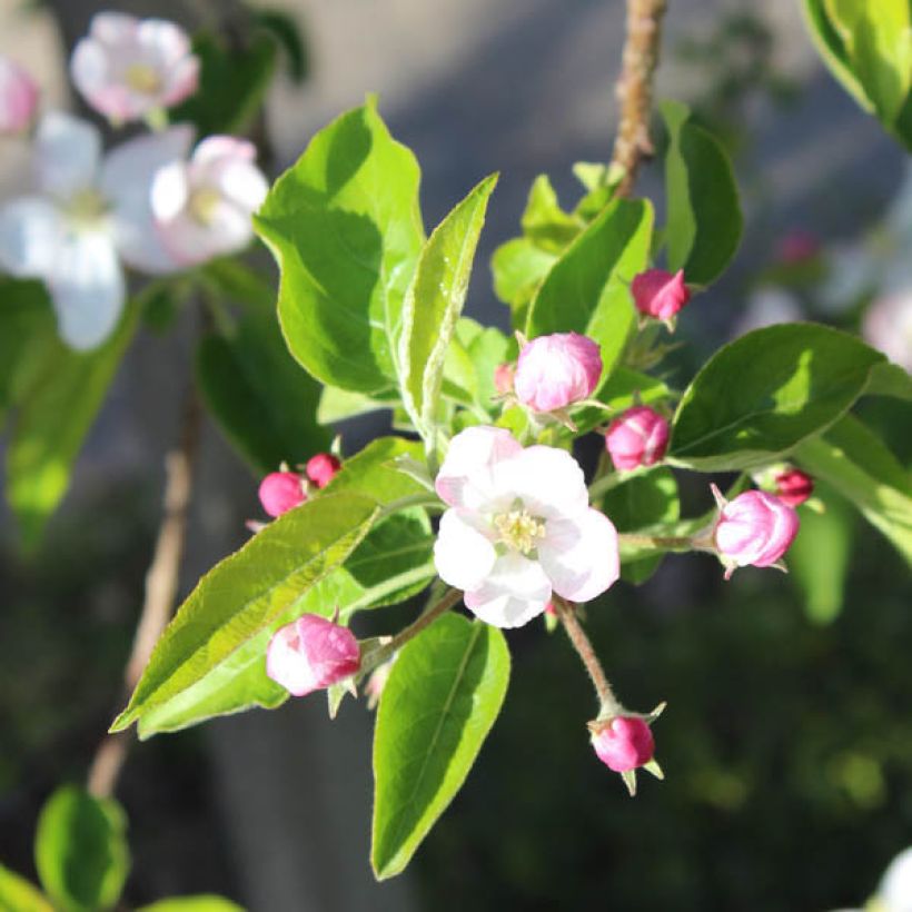 Jabłoń Golden Delicious (Kwitnienie)