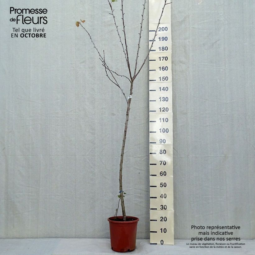 Przykładowy wygląd Jabłoń Golden Delicious Doniczka 7,5L/10L, Forma półpienna w momencie dostawy jesienią