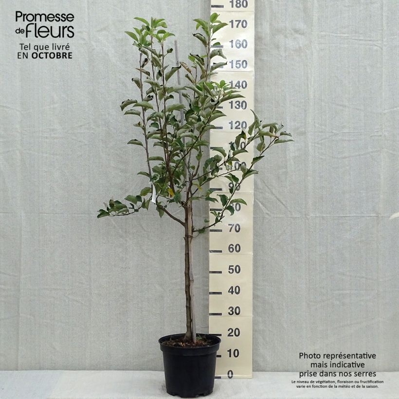 Przykładowy wygląd Jabłoń Golden Delicious Doniczka 7,5L/10L, Forma pucharowa w momencie dostawy jesienią