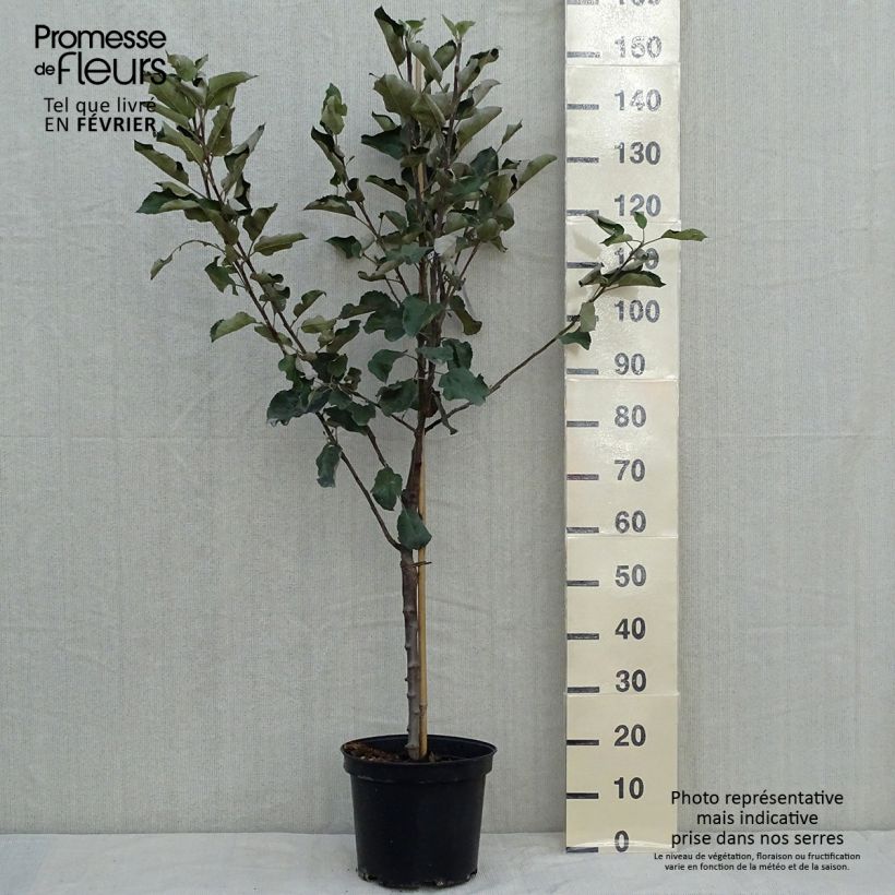 Przykładowy wygląd Jabłoń Kronselska (Transparente de Croncels) Doniczka 7,5L/10L, Pucharowa w momencie dostawy jesienią