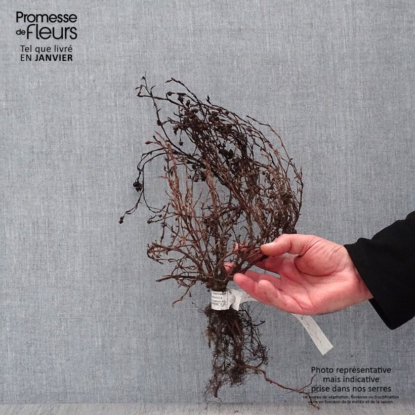 Przykładowy wygląd Potentilla fruticosa Red Ace Goły korzeń w momencie dostawy zimą