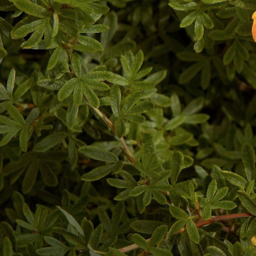 Potentilla fruticosa Red Ace (Ulistnienie)