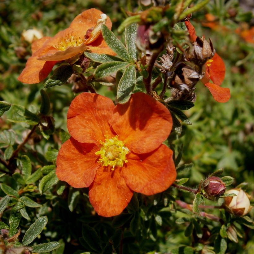 Potentilla fruticosa Red Ace (Kwitnienie)