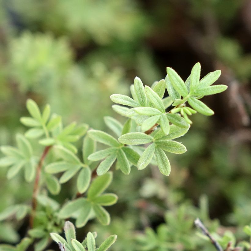 Potentilla fruticosa Tangerine (Ulistnienie)