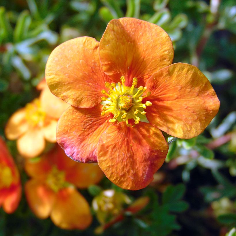 Potentilla fruticosa Hopley's Orange (Kwitnienie)