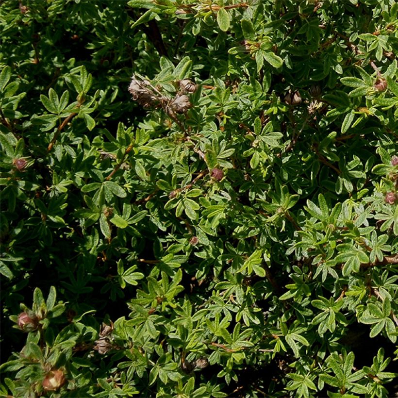 Potentilla fruticosa Hopley's Orange (Ulistnienie)