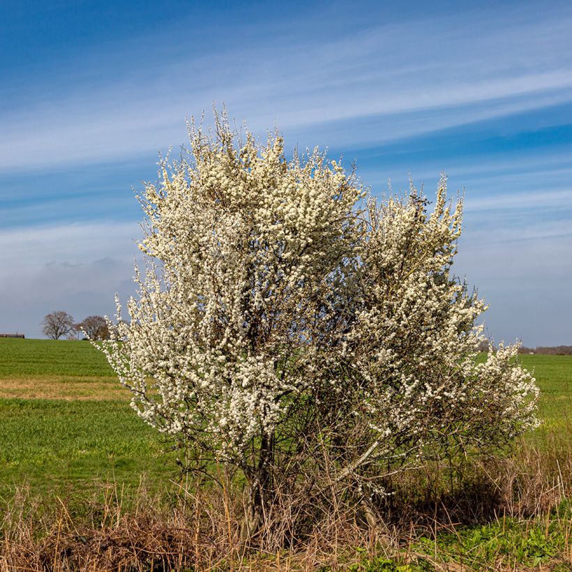 Śliwa tarnina - Prunus spinosa (Plant habit)