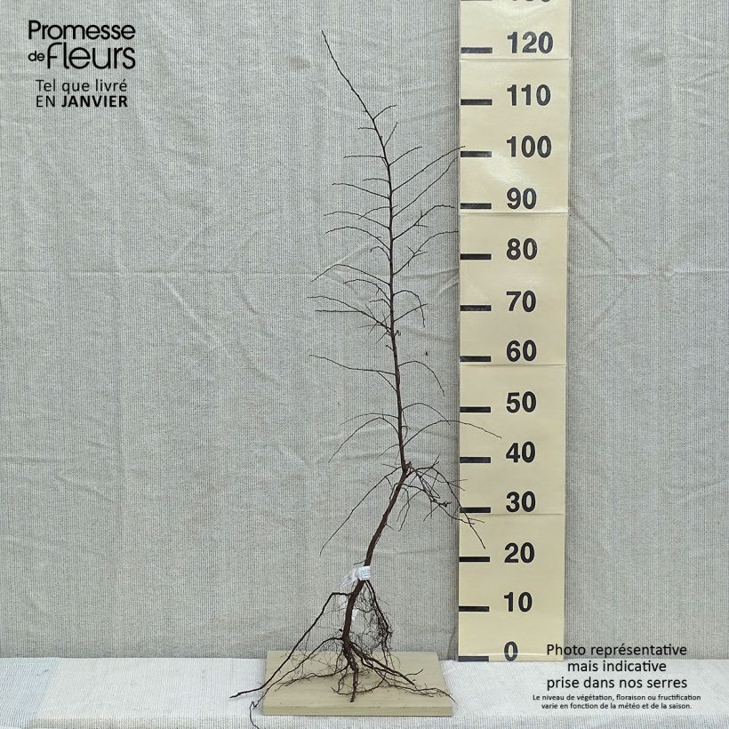 Przykładowy wygląd Śliwa tarnina - Prunus spinosa Goły korzeń w momencie dostawy zimą