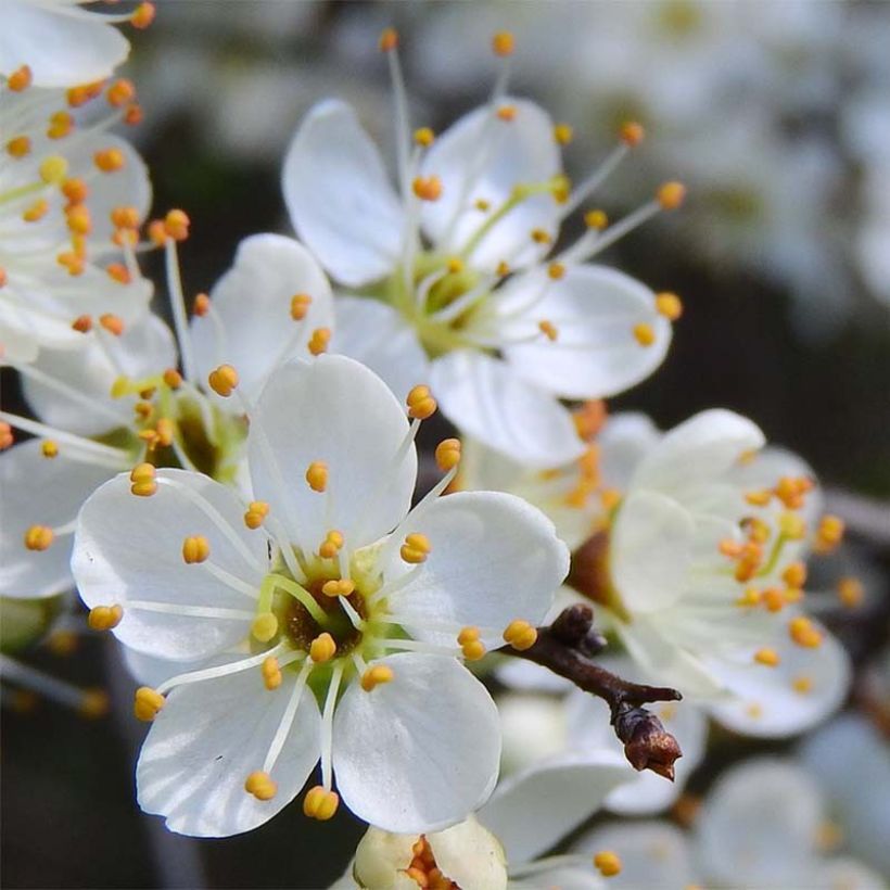 Śliwa tarnina - Prunus spinosa (Kwitnienie)