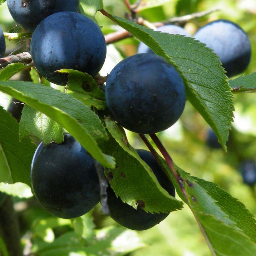 Śliwa tarnina - Prunus spinosa (Zbiór)
