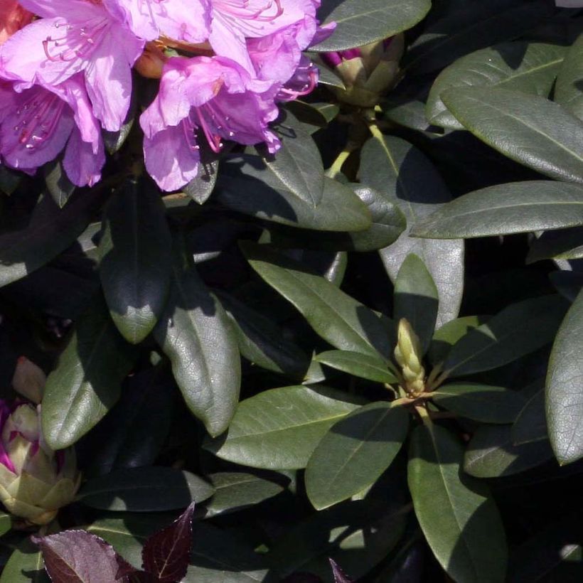 Różanecznik Grandiflorum (Ulistnienie)
