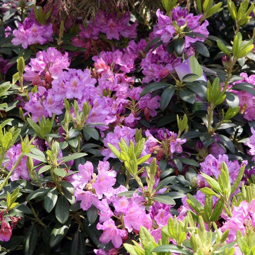 Różanecznik Grandiflorum (Kwitnienie)