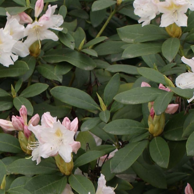 Różanecznik Cunningham's White (Ulistnienie)