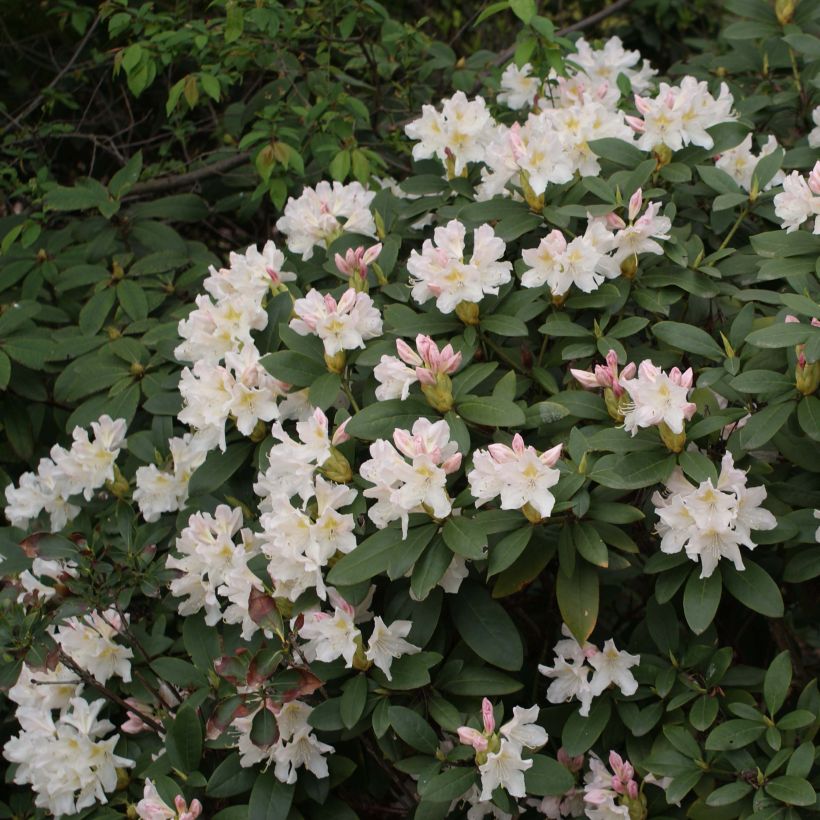 Różanecznik Cunningham's White (Kwitnienie)