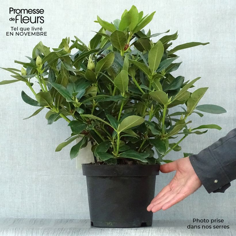 Przykładowy wygląd Różanecznik Cunningham's White Doniczka 4L/5L w momencie dostawy jesienią