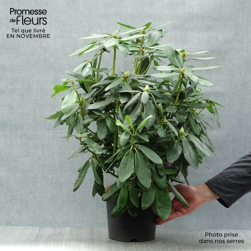 Przykładowy wygląd Różanecznik Grandiflorum Doniczka 4L/5L w momencie dostawy jesienią