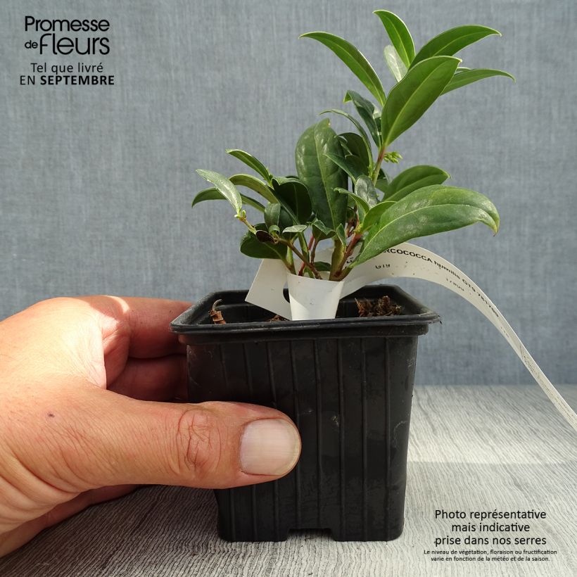 Przykładowy wygląd Sarcococca hookeriana humilis Doniczka 8/9 cm w momencie dostawy jesienią