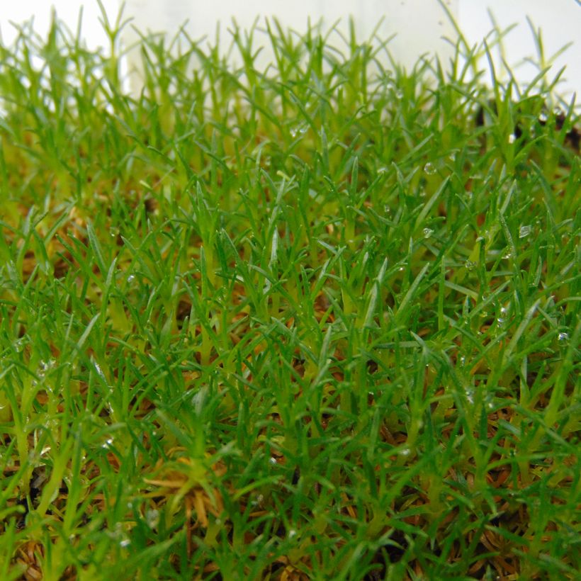 Karmnik ościsty - Sagina subulata (Ulistnienie)