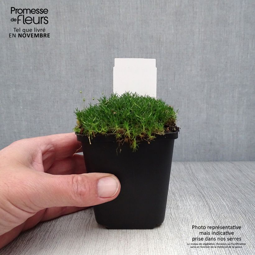 Przykładowy wygląd Karmnik ościsty - Sagina subulata Doniczka 8/9 cm w momencie dostawy jesienią