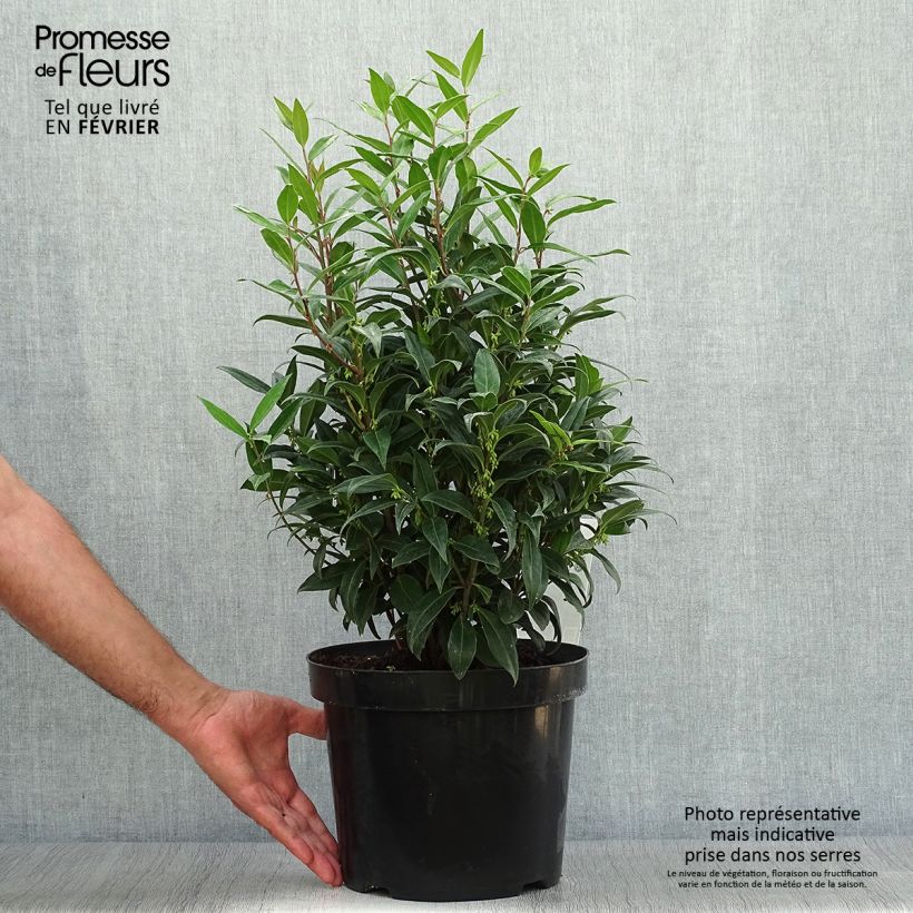 Przykładowy wygląd Sarcococca Winter Gem Doniczka 6L/7L w momencie dostawy jesienią