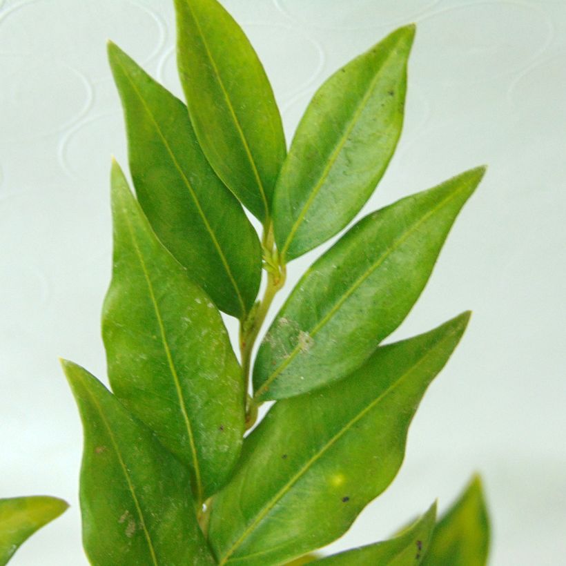 Sarcococca confusa (Ulistnienie)