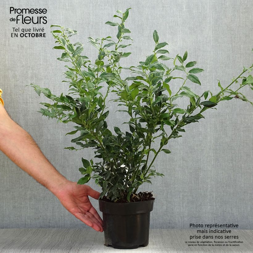 Przykładowy wygląd Sarcococca confusa Doniczka 2L/3L w momencie dostawy jesienią