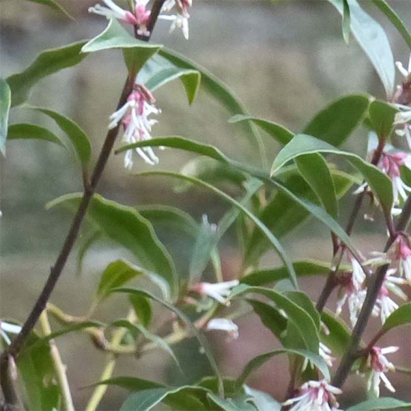 Sarcococca hookeriana Purple Stem (Ulistnienie)