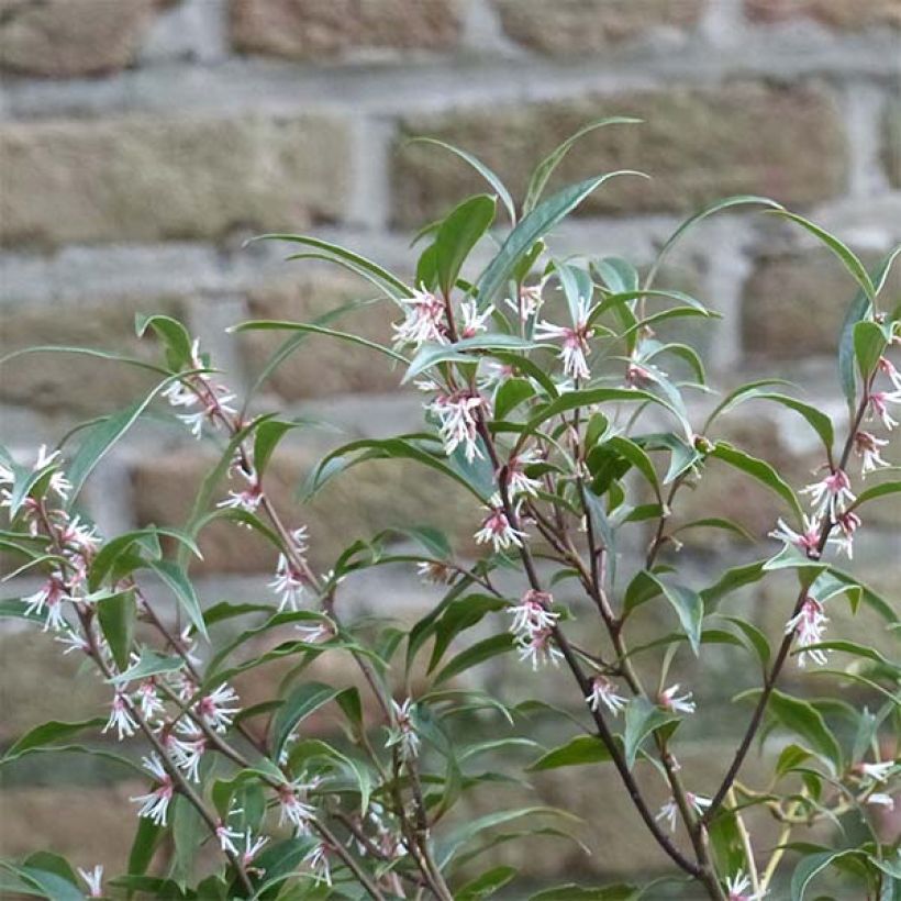 Sarcococca hookeriana Purple Stem (Kwitnienie)