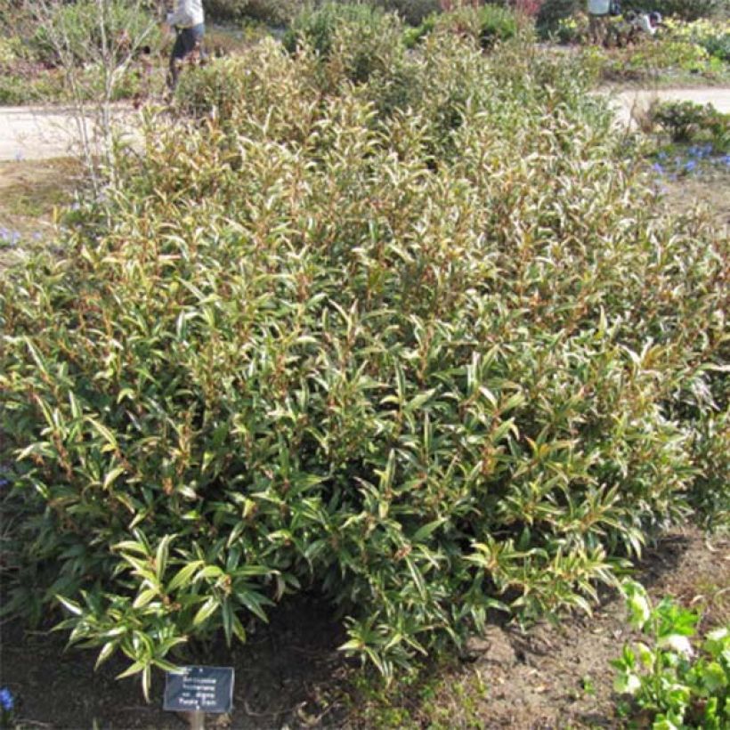 Sarcococca hookeriana Purple Stem (Pokrój rośliny)