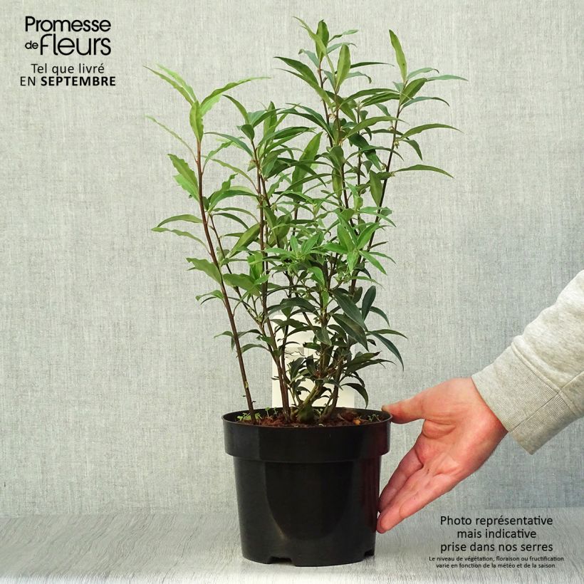 Przykładowy wygląd Sarcococca hookeriana Purple Stem Doniczka 2L/3L w momencie dostawy jesienią