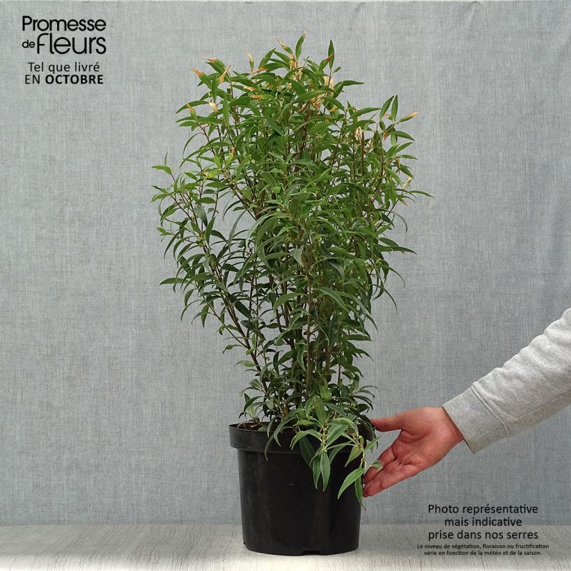 Przykładowy wygląd Sarcococca hookeriana Purple Stem Doniczka 7,5L/10L w momencie dostawy jesienią