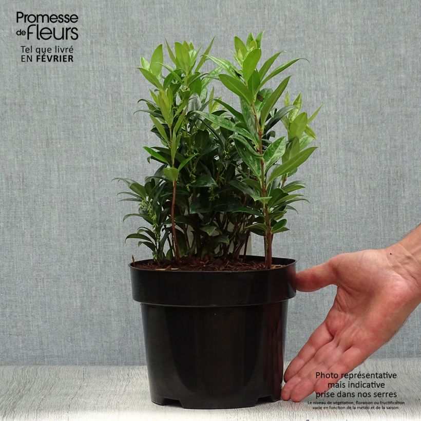 Przykładowy wygląd Sarcococca hookeriana humilis Doniczka 2L/3L w momencie dostawy jesienią