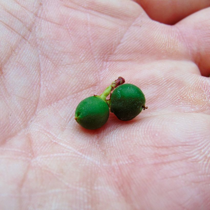 Sarcococca hookeriana humilis (Zbiór)