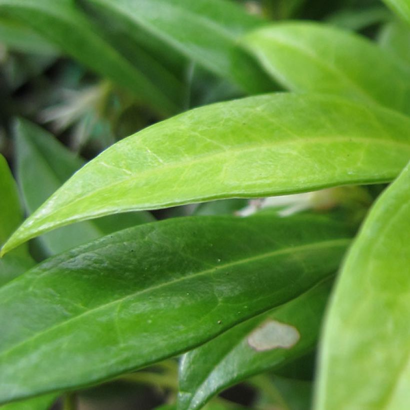 Sarcococca hookeriana humilis (Ulistnienie)