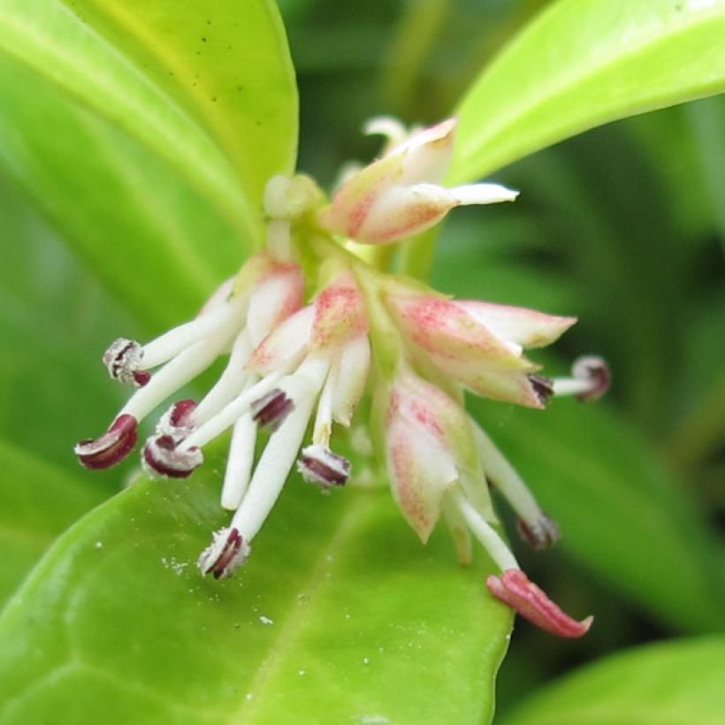 Sarcococca hookeriana humilis (Kwitnienie)