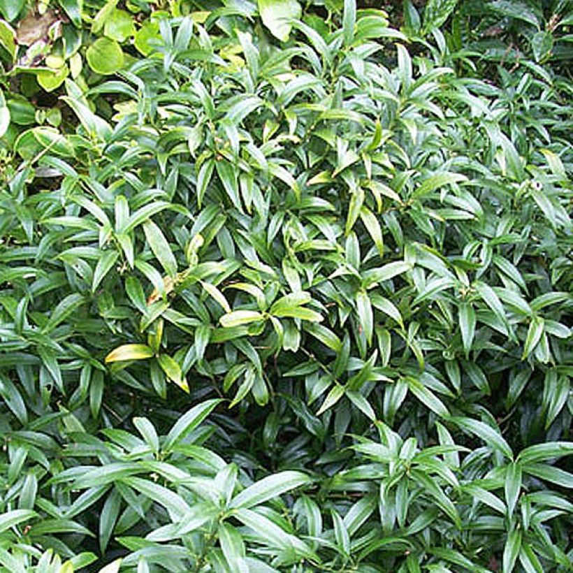 Sarcococca hookeriana humilis (Pokrój rośliny)