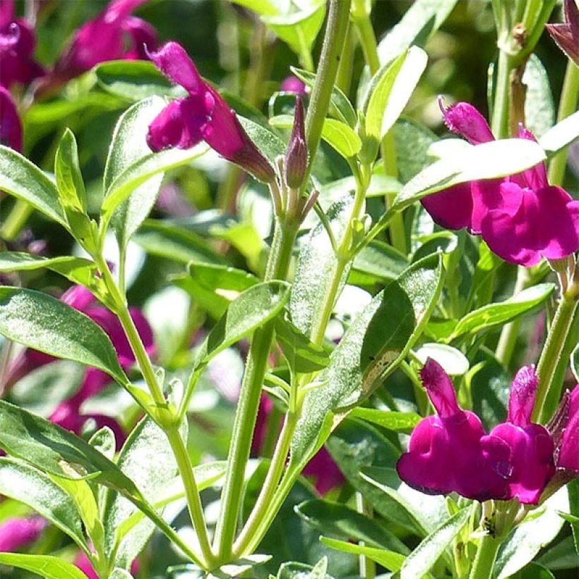 Szałwia Raspberry Royal (Ulistnienie)