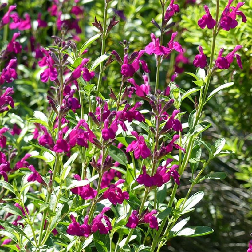 Szałwia Raspberry Royal (Kwitnienie)
