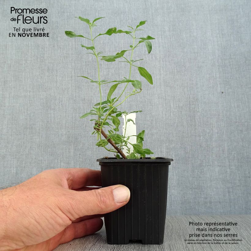 Przykładowy wygląd Szałwia Raspberry Royal Doniczka 8/9 cm w momencie dostawy jesienią