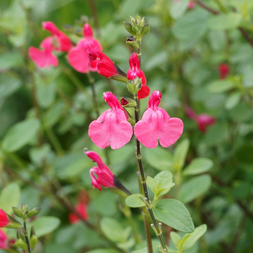 Szałwia drobnolistna - Salvia microphylla grahamii (Kwitnienie)