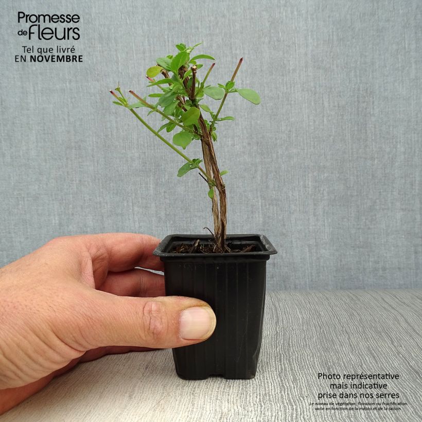 Przykładowy wygląd Szałwia drobnolistna - Salvia microphylla grahamii Doniczka 7/8 cm w momencie dostawy jesienią