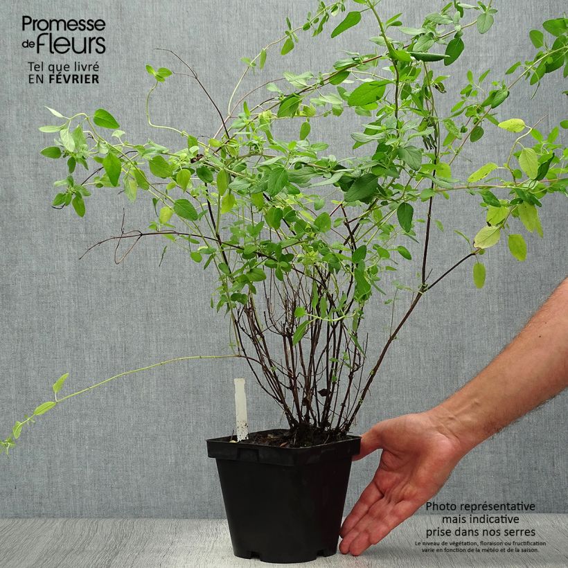 Przykładowy wygląd Szałwia drobnolistna - Salvia microphylla grahamii Doniczka 2L/3L w momencie dostawy jesienią