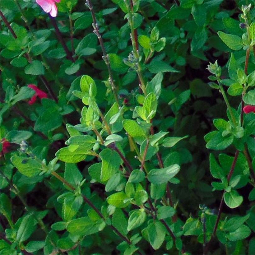 Szałwia drobnolistna - Salvia microphylla grahamii (Ulistnienie)